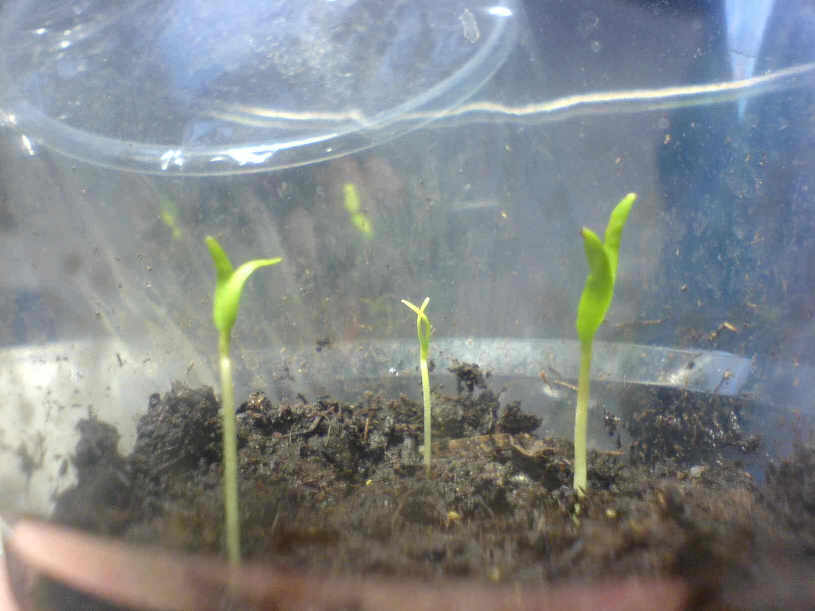 2012-01-14_zweite Saat_1.JPG