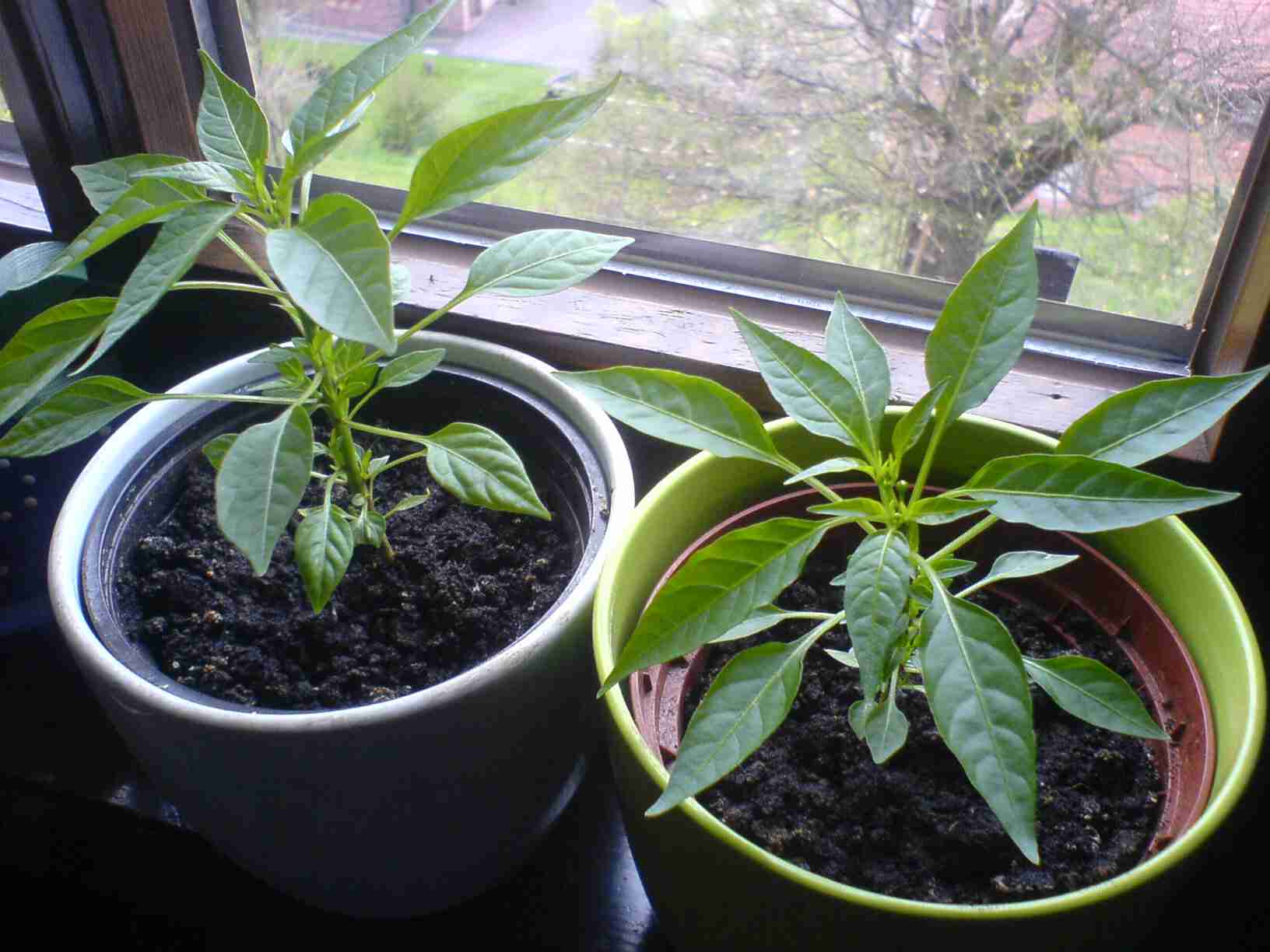 2012-04-26_1.JPG