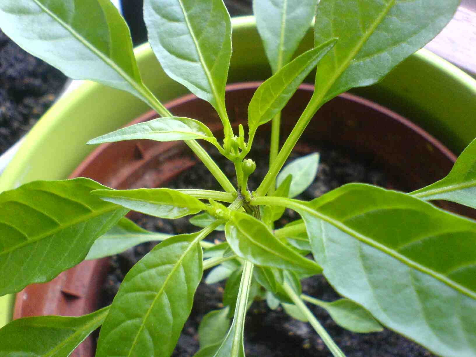 2012-04-26_knospe_kl.JPG