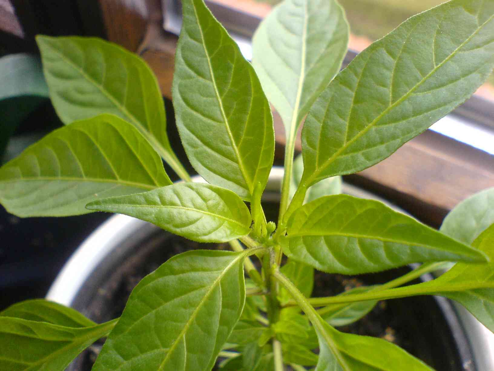 2012-04-26_knospe_mt.JPG