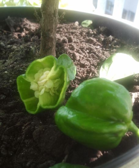 2012-10-04 15.05.47.jpg