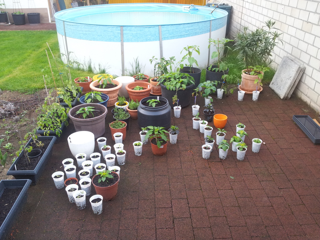 20120506_183840syugc.jpg