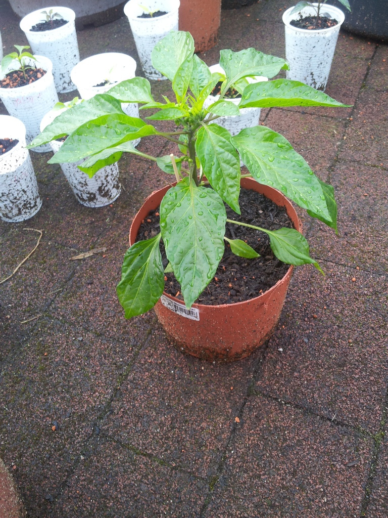 20120506_183926qruwd.jpg