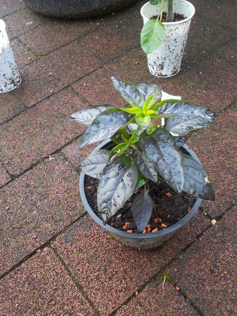 20120506_184055oduli.jpg