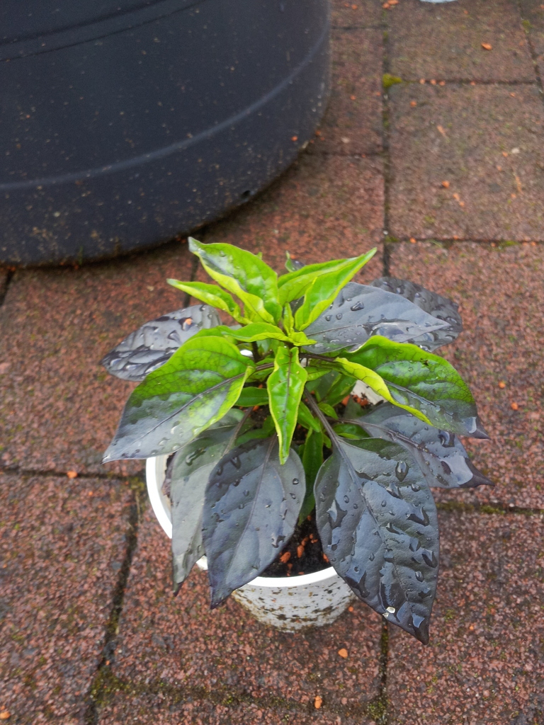20120506_184103t7u3u.jpg