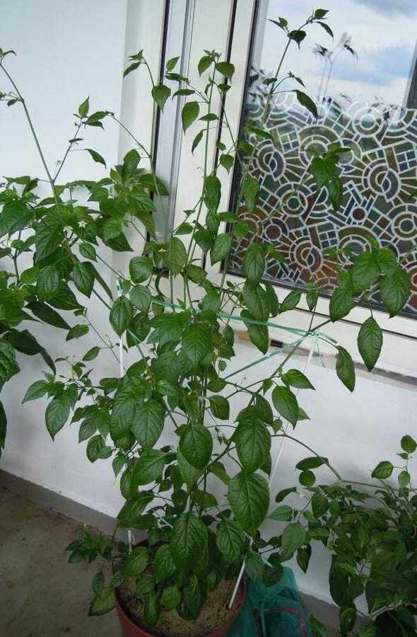 2012_Aji-Cito_07.jpg
