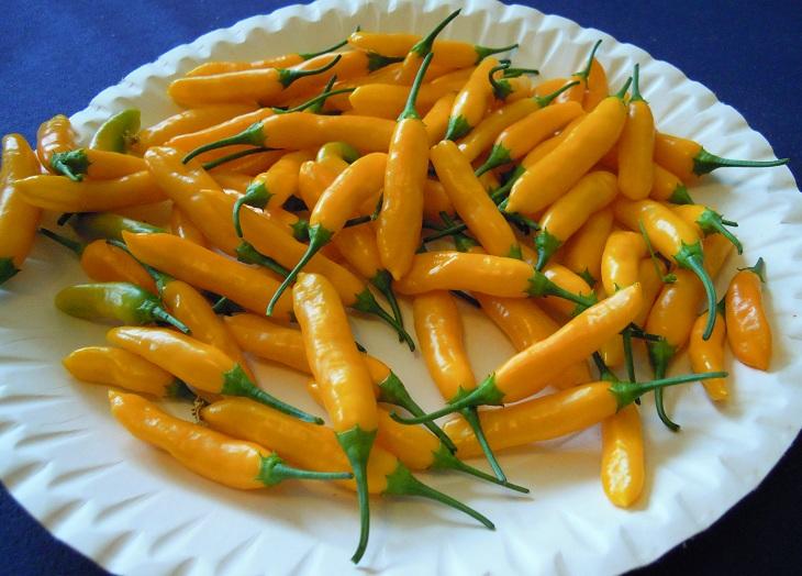 2012_Aji-Cito_29.jpg