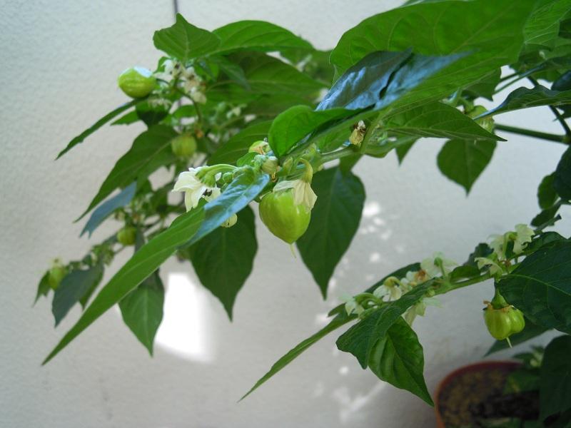 2012_Caribbean-Red_09.jpg