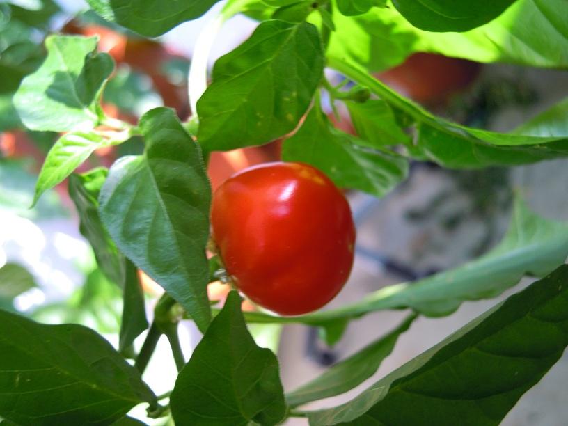 2012_Caribbean-Red_12.jpg