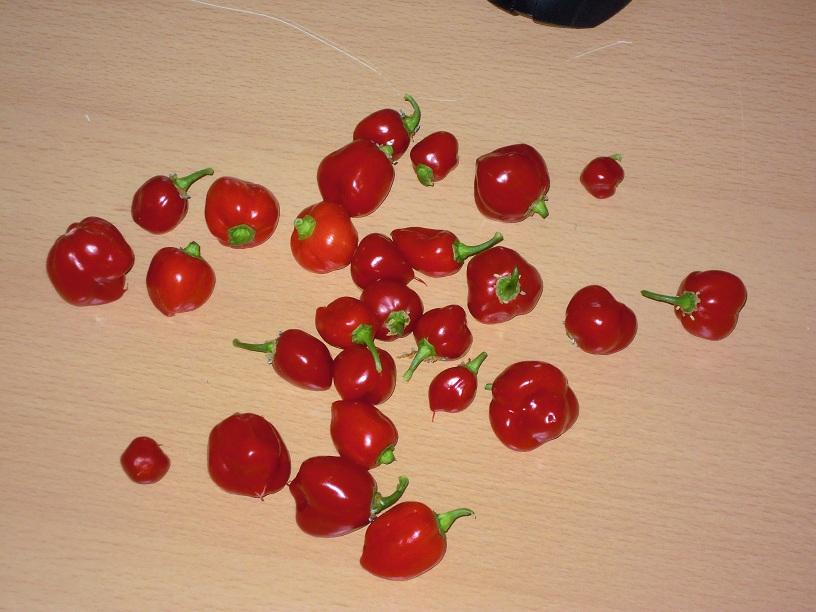 2012_Caribbean-Red_27.jpg
