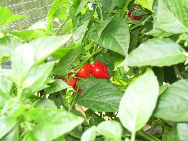 2012_Caribbean-Red_27f.jpg