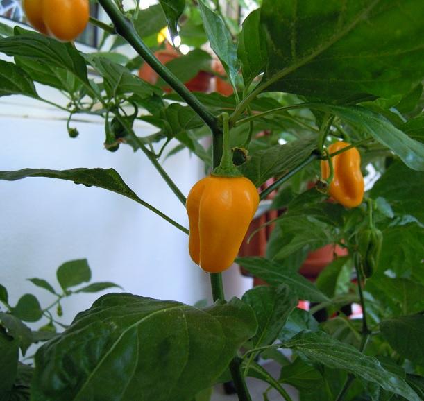 2012_Fatalii_11.jpg