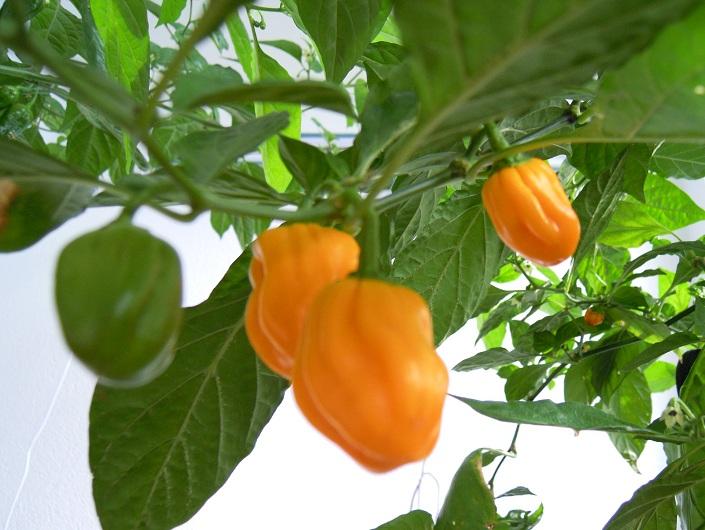 2012_Fatalii_28.jpg