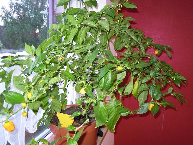 2012_Fatalii_36.jpg