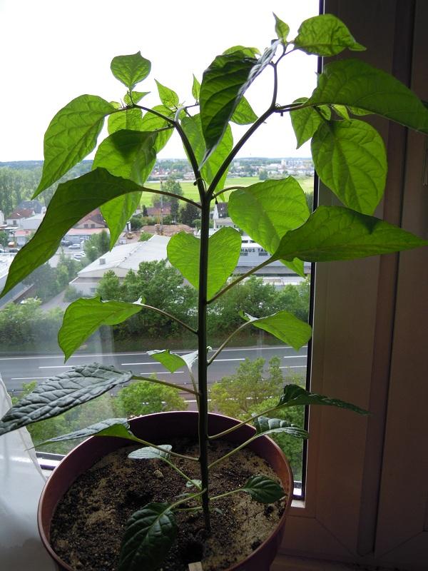 2012_Hot-Paper-Lantern_02.jpg