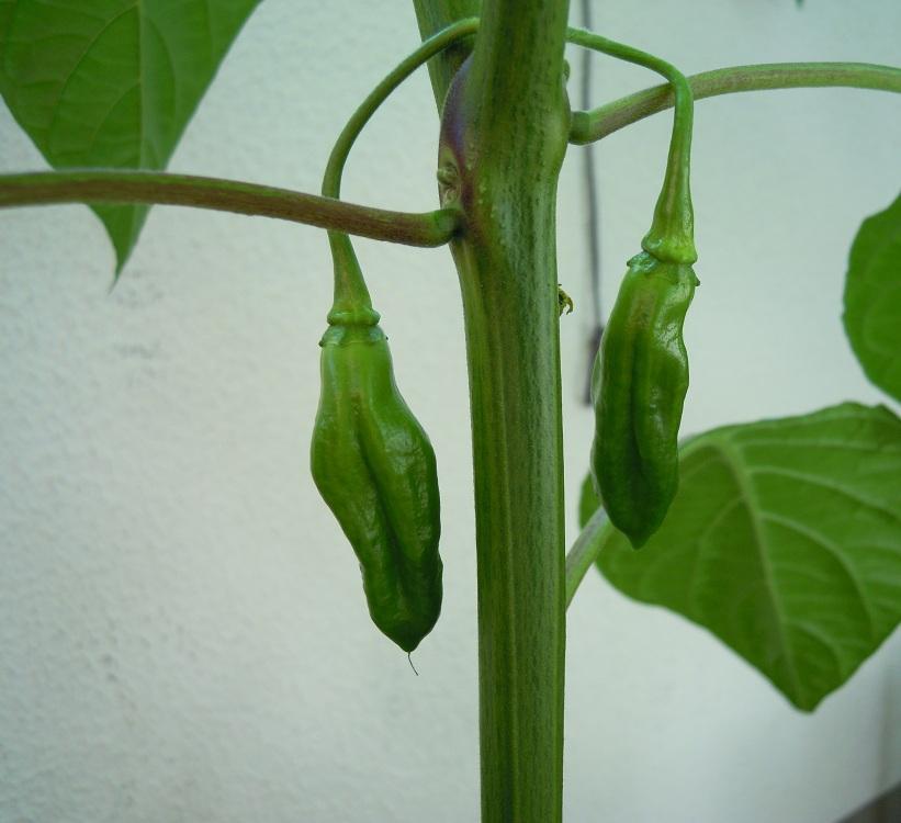 2012_Hot-Paper-Lantern_07.jpg