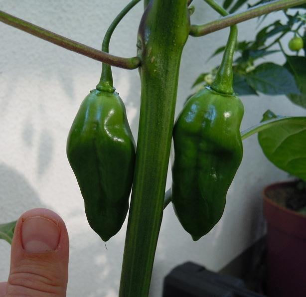 2012_Hot-Paper-Lantern_10.jpg