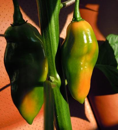 2012_Hot-Paper-Lantern_18.jpg