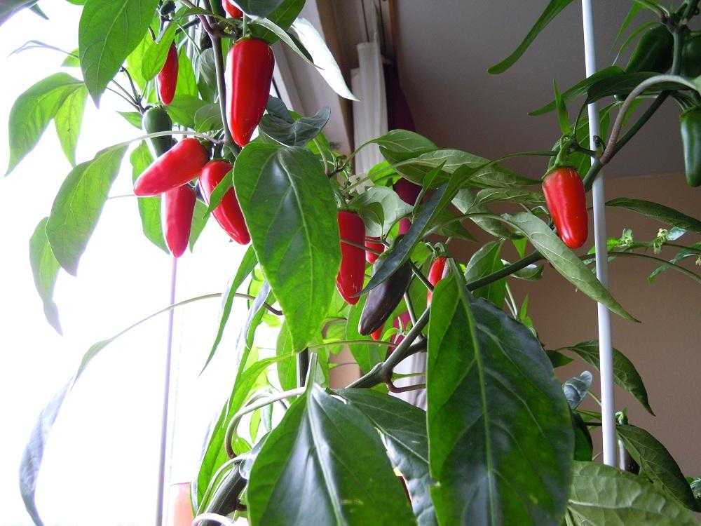 2012_NuMex-Piniata_28.jpg