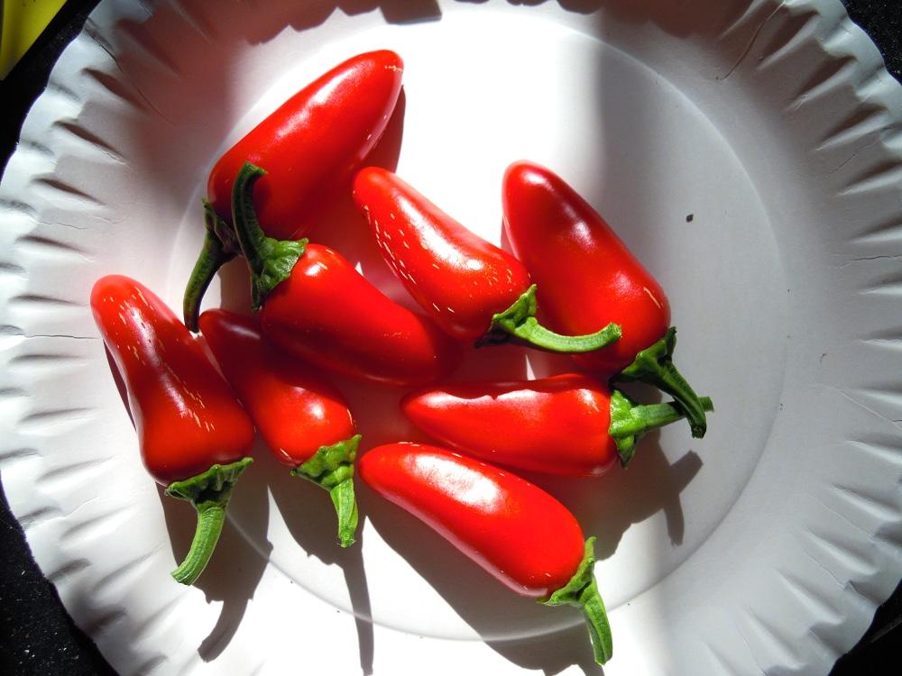 2012_NuMex-Piniata_34_kleine_3te_ernte.jpg