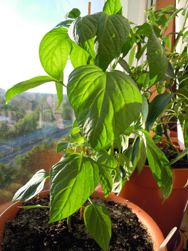 2012_Purirra_08.jpg