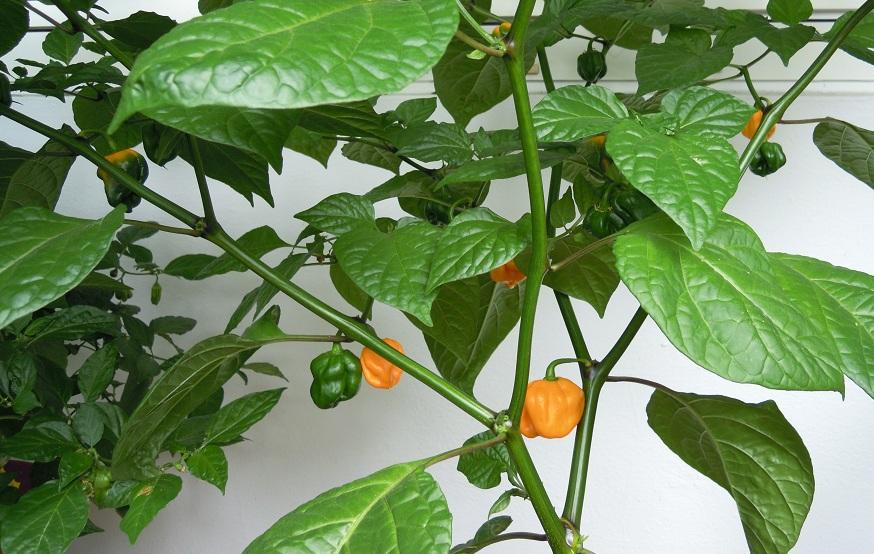 2012_Trinidad-Scorpion-Orange_29.jpg