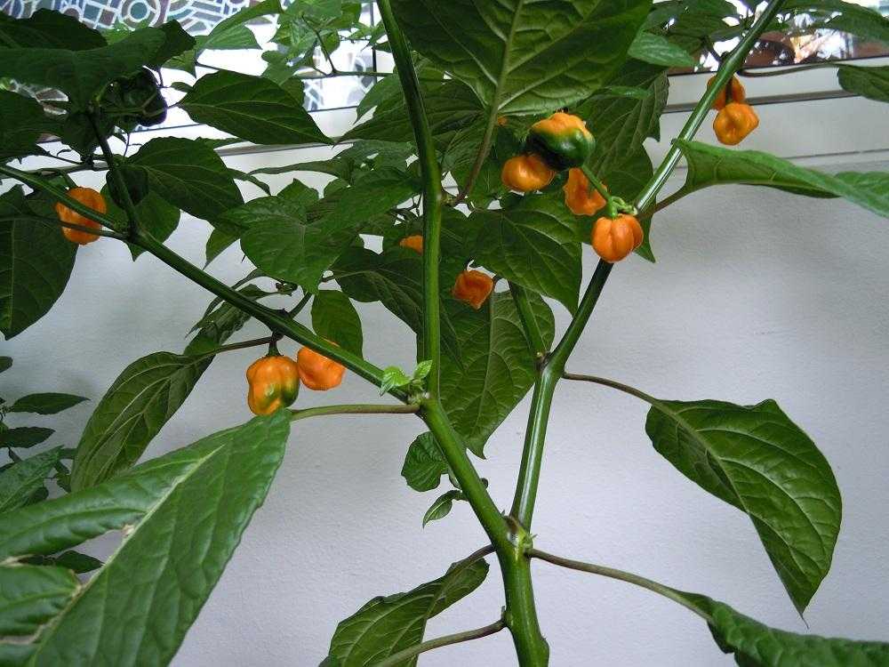 2012_Trinidad-Scorpion-Orange_38.jpg