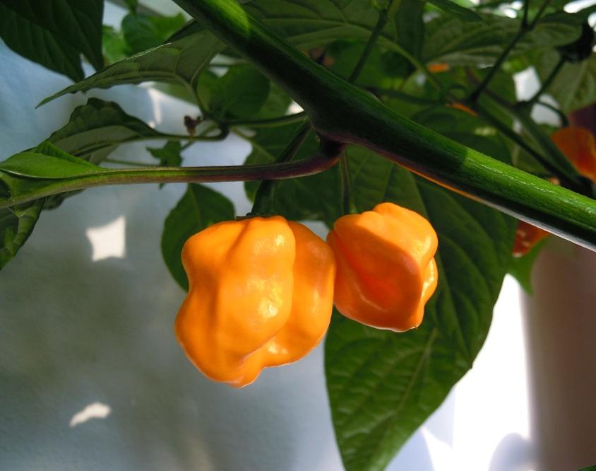 2012_Trinidad-Scorpion-Orange_40.jpg