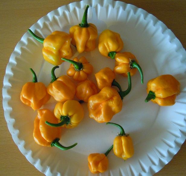 2012_Trinidad-Scorpion-Orange_46_1ste_ernte.jpg