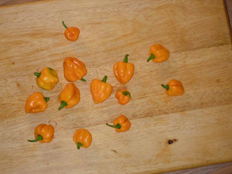 2012_Trinidad-Scorpion-Orange_49_2te_Ernte.jpg