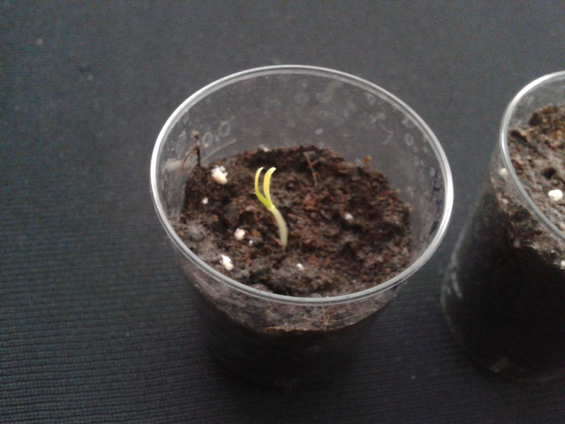 2013-02-2310.01.36b1p1v.jpg