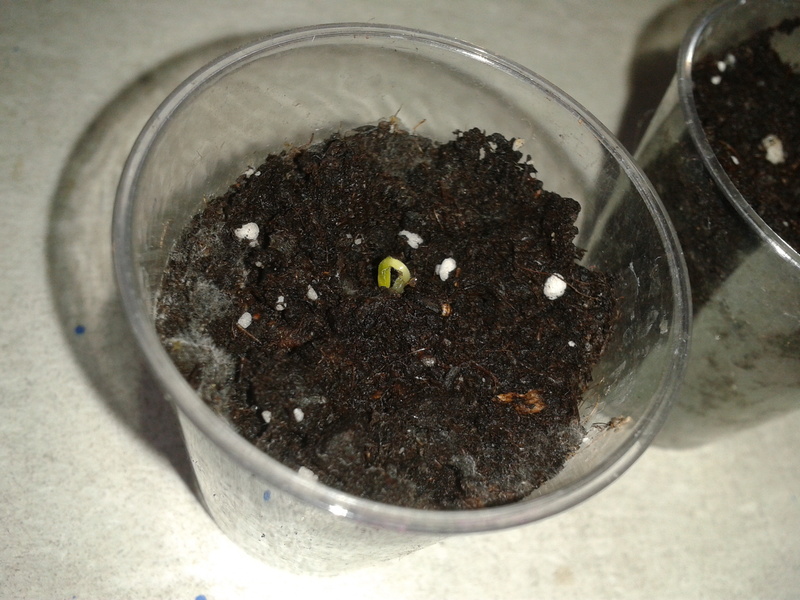 2013-02-2414.21.57j2iud.jpg