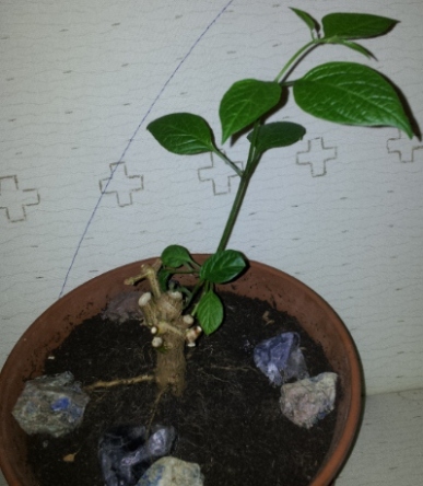 20130102.jpg