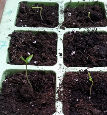20130113_131610_1.jpg