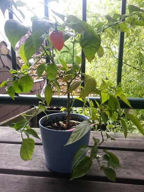 20130520_124444.jpg