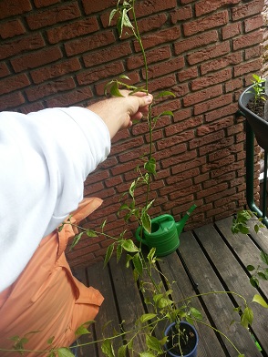 20130520_124504.jpg