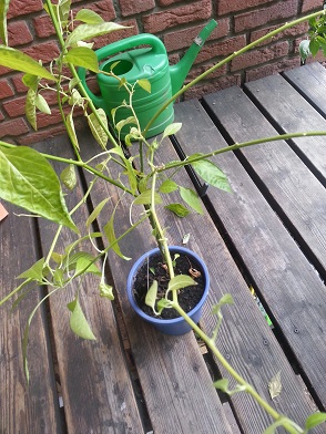 20130520_124523.jpg