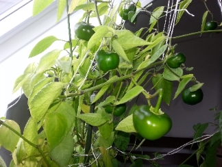 20130531_125434.jpg