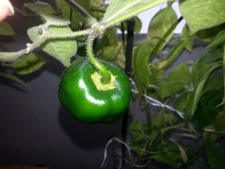 20130531_125735.jpg