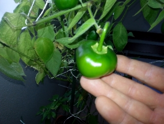 20130531_125855.jpg
