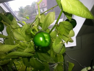 20130531_125923.jpg