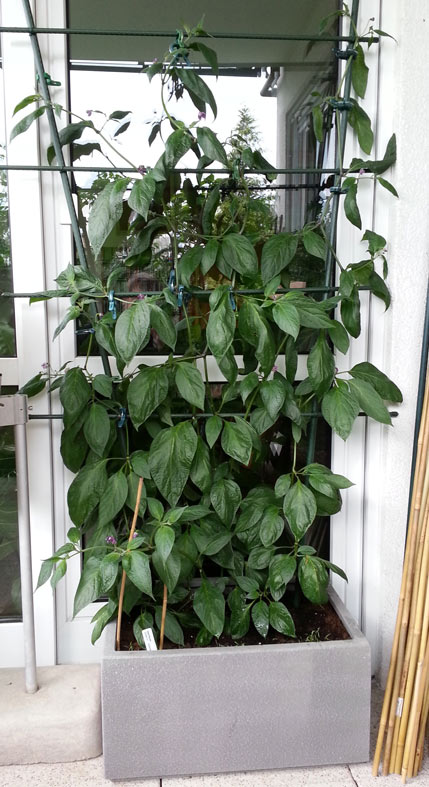 20140616_090803-rocoto.jpg