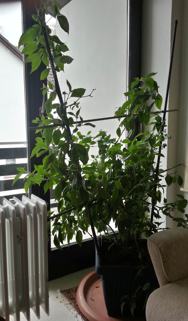 20150422_131744_HDR-klein.jpg