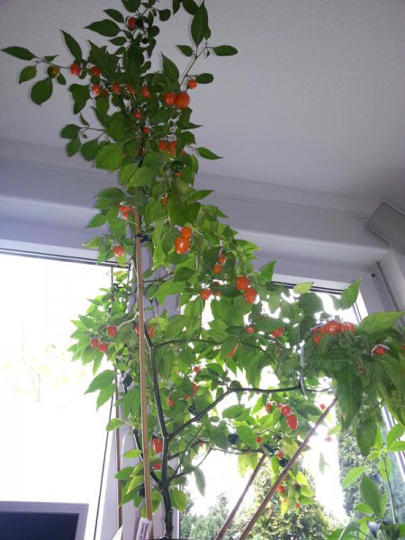 20150524_112118-klein.jpg