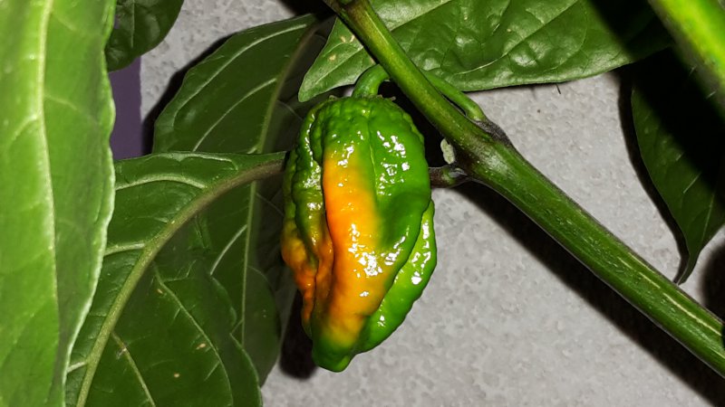 20150728_204611.jpg
