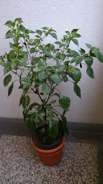20150801_124613.jpg