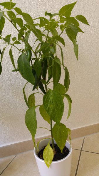 20150801_124710.jpg
