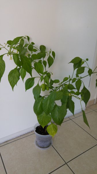 20150801_125058.jpg