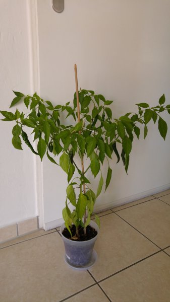 20150801_125214.jpg