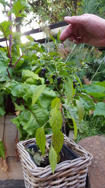 20160704_190736.jpg